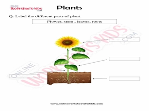 Plants Worksheets for Grade 2 for Kids