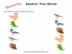 Birds For Preschoolers