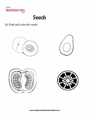 Seeds-1-1583x2048